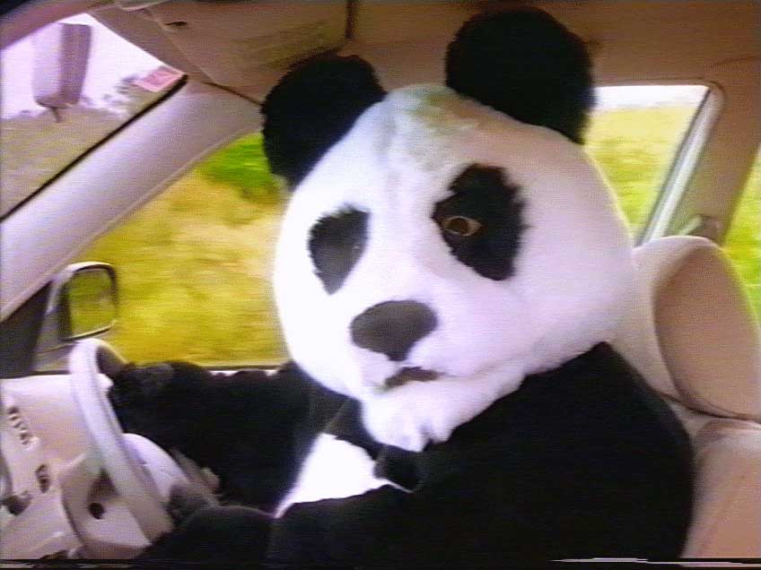 panda_driving.jpg